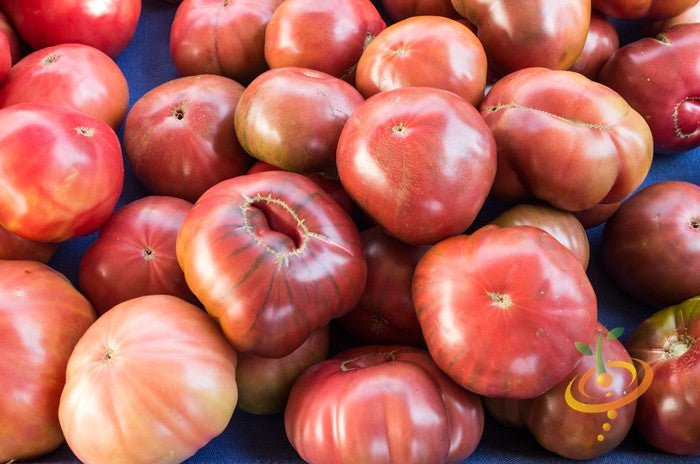 Pink Brandywine indeterminate tomato seeds from SeedsNow, showcasing vibrant pink heirloom tomatoes on the plant.