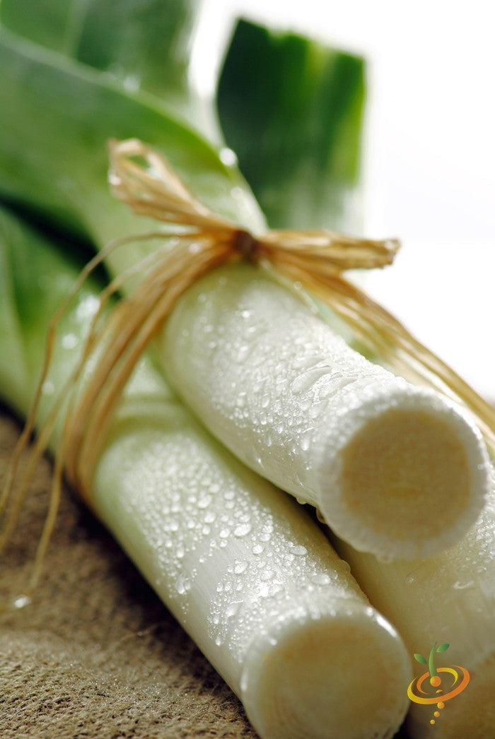 Large American Flag leek seeds from SeedsNow, fresh leek bulb with green leaves, ideal for planting and home gardening.