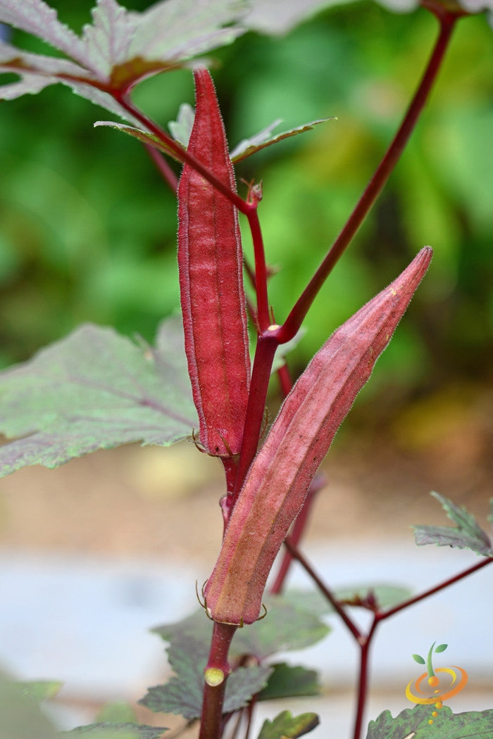 Close-up of Red Burgundy okra pods growing on plant with deep red stems and green leaves