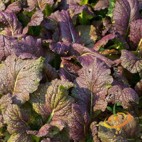 Mustard Greens - Red Giant