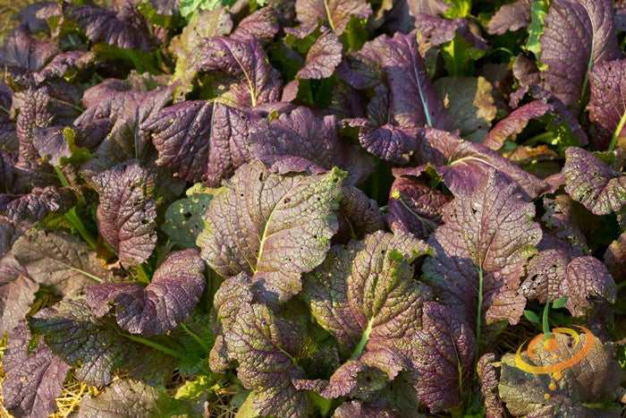 Giant Red mustard greens with bright purple-tinted leaves from Giant Red seeds