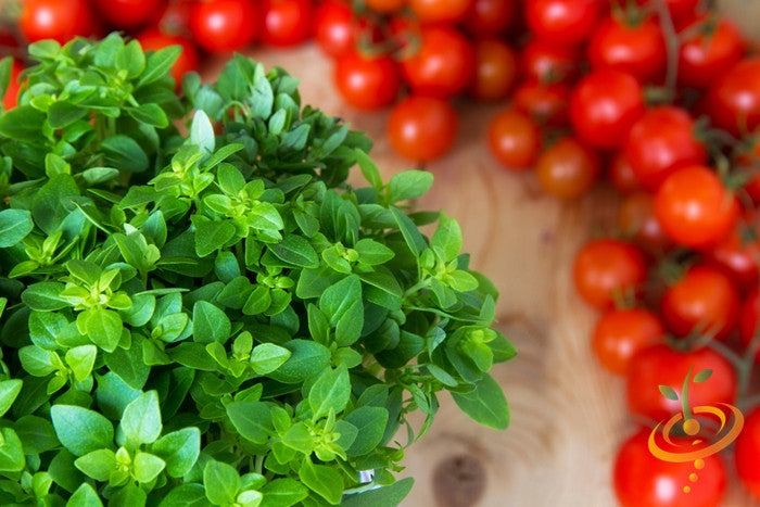 Fresh oregano Italian seeds with cherry tomatoes in background