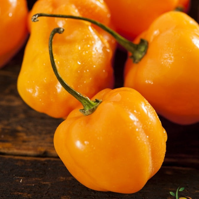 Pepper (Hot) - Habanero, Orange π₯π₯π₯π₯ - SeedsNow.com