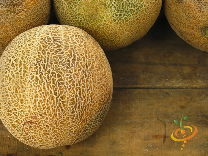 Cantaloupe melon plant with ripe orange fruit on vine, SeedsNow Planters Jumbo melon seeds, healthy growth in a garden setting