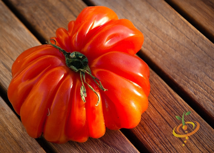 Ribbed bright red Ponderosa Red Beefsteak tomato on wooden surface