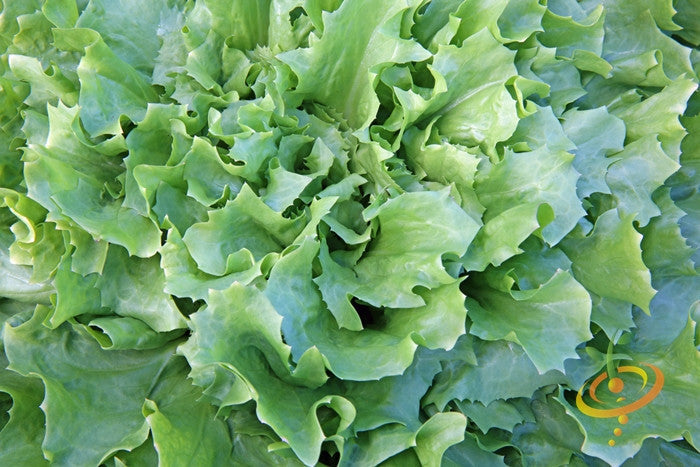 Broadleaf classic endive plant grown from SeedsNow seeds, featuring leafy green foliage suitable for salads and garnishes.