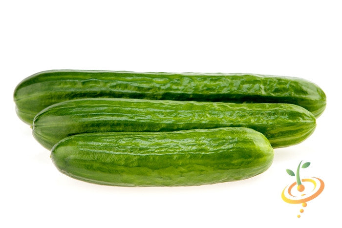 Tendergreen Burpless cucumbers fresh green medium size crisp skin on white background