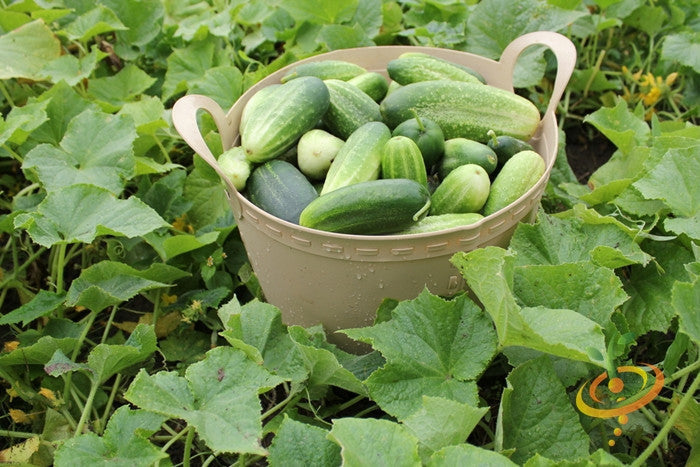 Basket of freshly harvested Marketer cucumbers surrounded by cucumber plants in a garden