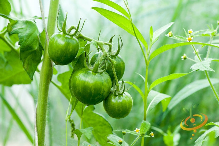 Green striped zebra tomato seeds from SeedsNow, showcasing a vibrant, semi-determinate tomato plant with striped green and yellow fruit.