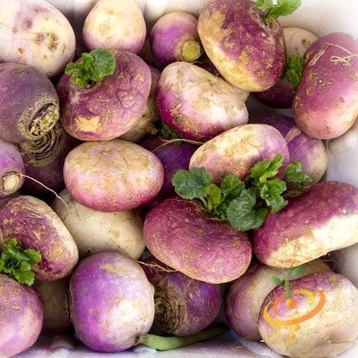 Order high quality Purple Top White Globe seeds from USA for your organic vegetable garden! Shop Open-pollinated OP, fresh, Heirloom, NON-GMO organic seeds & more!