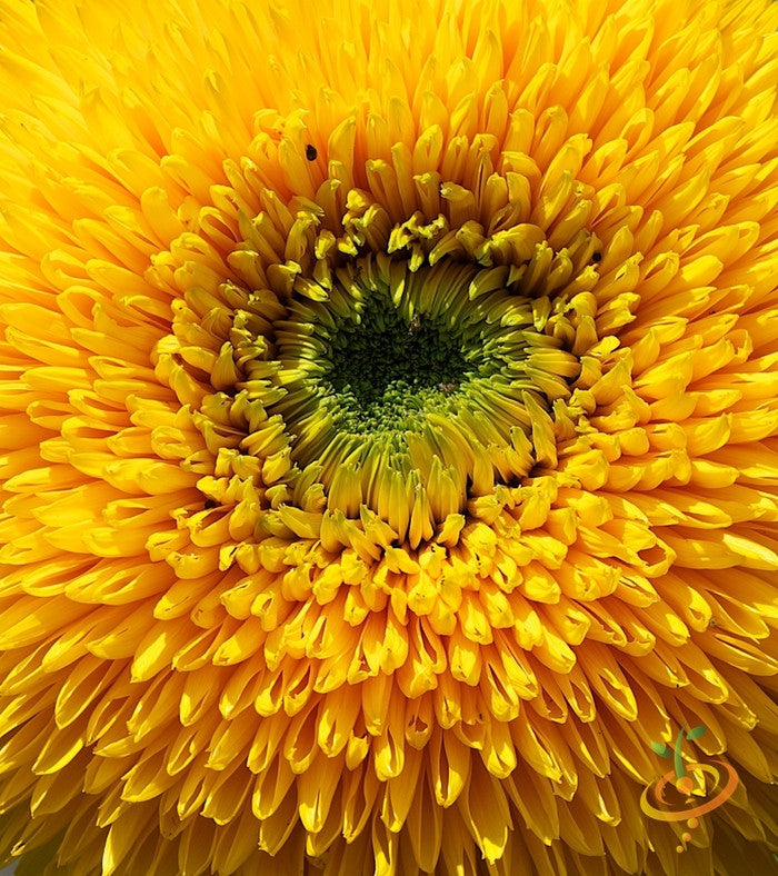 Dwarf sunflower seedling with bright yellow petals and green leaves, ready for planting from SeedsNow.