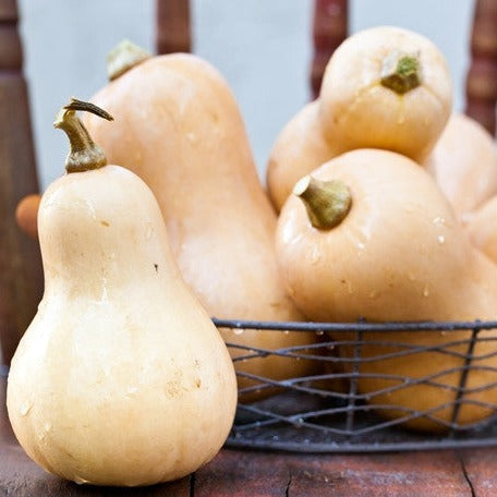 Waltham Butternut winter squash fruits in a basket and on wooden surface
