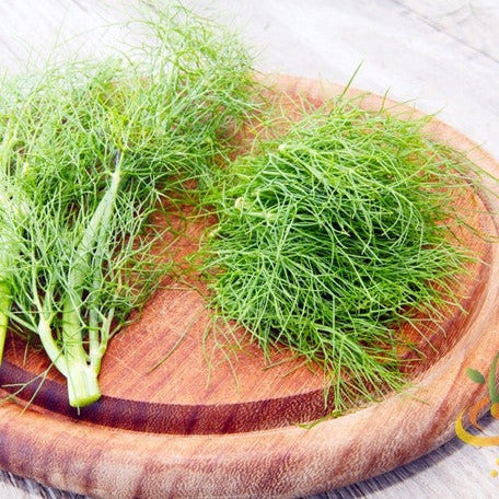 Buy high-quality Florence Finocchio Fennel herb seeds online from USA!