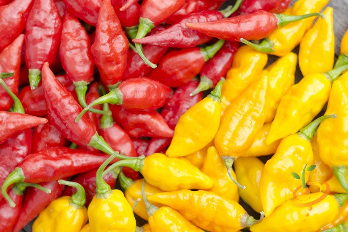 Pepper (Hot) - Devil's Tongue, Yellow π₯π₯π₯π₯π₯ - SeedsNow.com