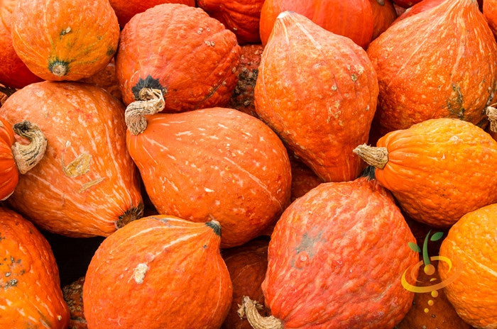 Winter Hubbard squash with golden seeds, fresh and ripe, ready for cooking or baking.