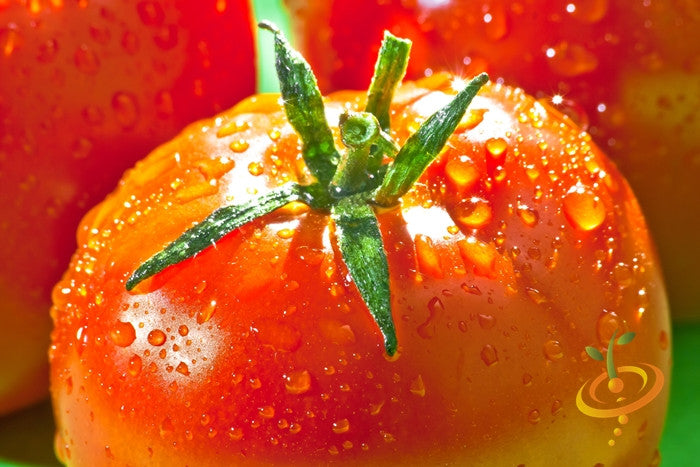 Red Tomato - VR Moscow (Determinate) seeds from SeedsNow, showing ripe tomatoes on the vine with green leaves.