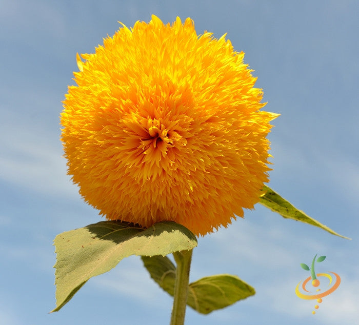 Sunflower Sun Gold tall flower seeds by SeedsNow, showing vibrant yellow sunflower blooms and green foliage.