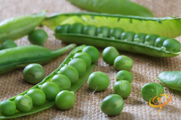 Close-up of fresh green pea pods and shelled peas from Progress No. 9 seeds on a burlap surface