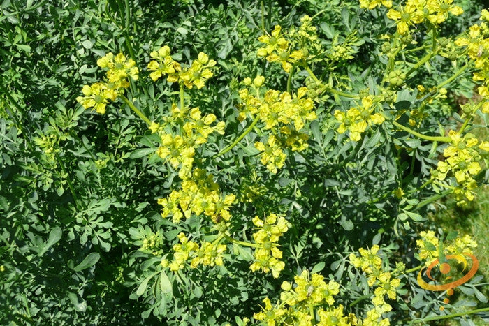 Rue plant with green leaves and small yellow flowers in natural sunlight