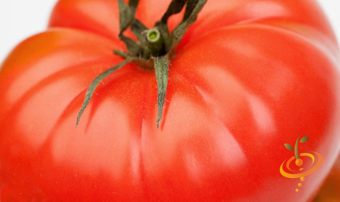 Homestead determinate tomato seeds from SeedsNow, showing vibrant tomato seeds and packaging for gardening.
