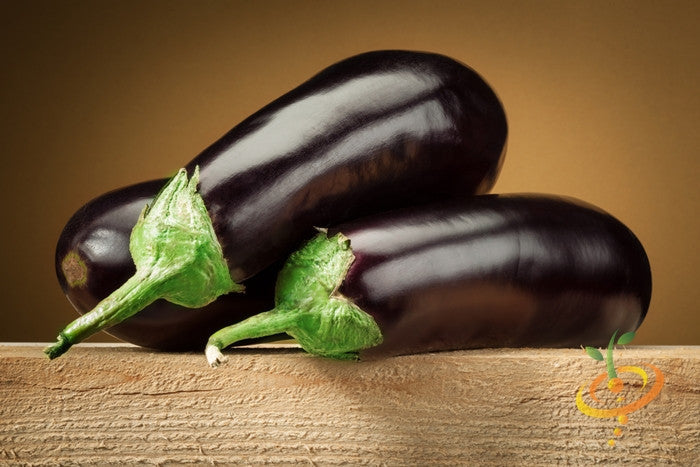Blackbeauty eggplant (aubergine) seeds from SeedsNow, showing mature dark purple eggplant with glossy skin on a plant.