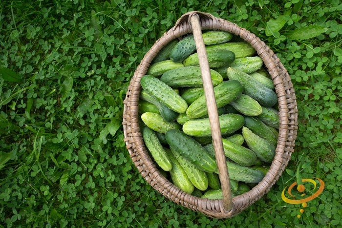 Boston Pickling cucumber seeds from SeedsNow, close-up of green cucumber seeds on a white background.