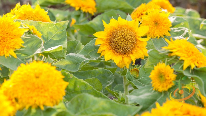 Dwarf sunflower seedling with bright yellow petals and green leaves, ready to grow into a Sunspot sunflower plant.