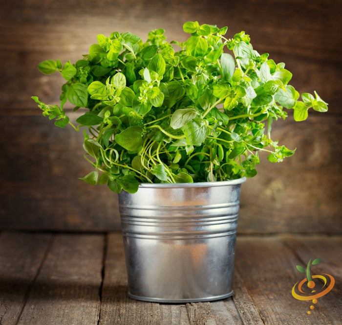 Fresh oregano Italian seeds plant in silver metal pot on wooden surface