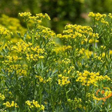 Close-up of blooming rue plants with yellow flowers and green leaves in a natural outdoor setting