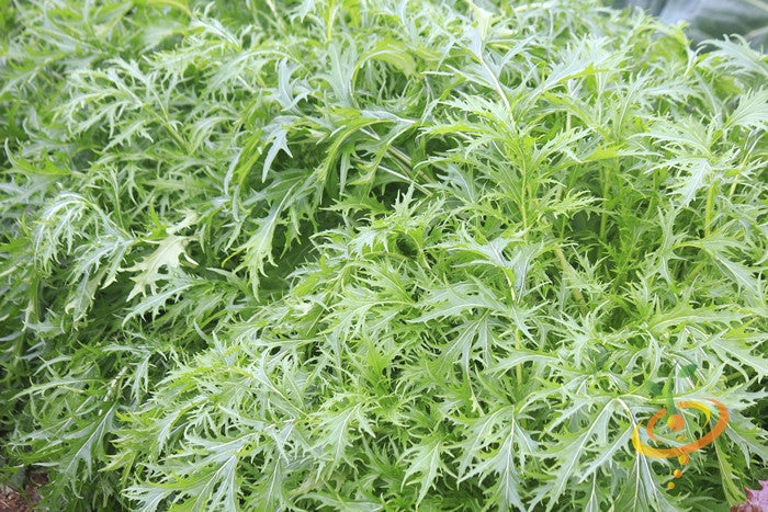Close-up of fresh green Mizuna mustard leaves with deeply cut, fringed edges, showing the vigorous growth of Mustard - Mizuna seeds.