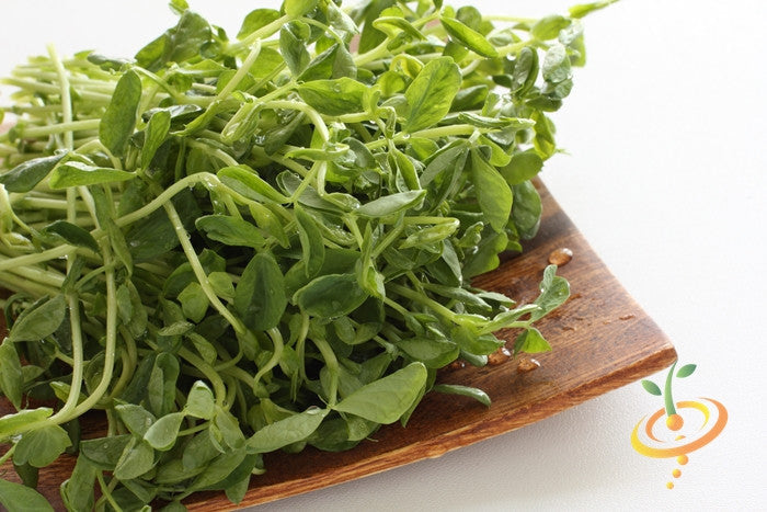 Fresh organic green pea sprouts from green seeds on a wooden tray ready to eat