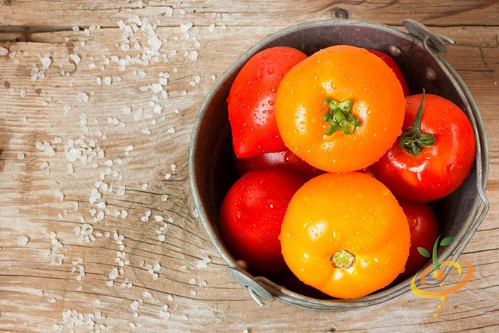 Golden Sunray indeterminate tomato seeds from SeedsNow, showing bright yellow, ripe tomatoes on the vine.