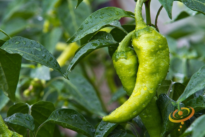 Close-up of green Big Jim hot pepper on plant with water droplets, part of seed starter kit options