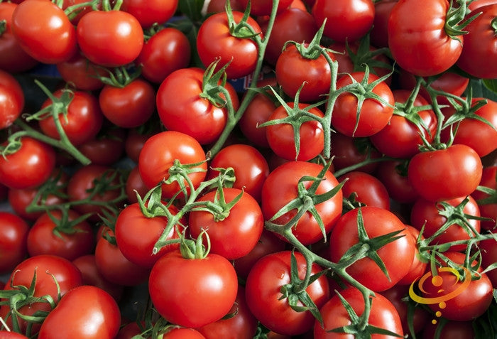 Red cherry tomato seeds from SeedsNow, small indeterminate tomato variety, shown in a close-up image of seed packaging.