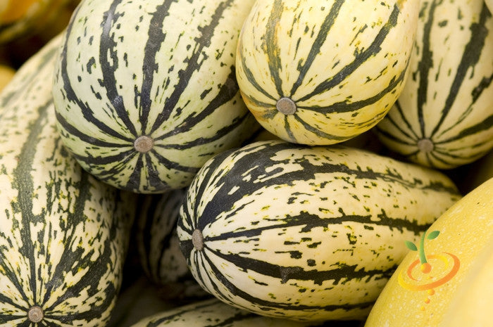Winter Delicata squash seeds from SeedsNow, displayed in a clear image showing the seed packet and seeds.