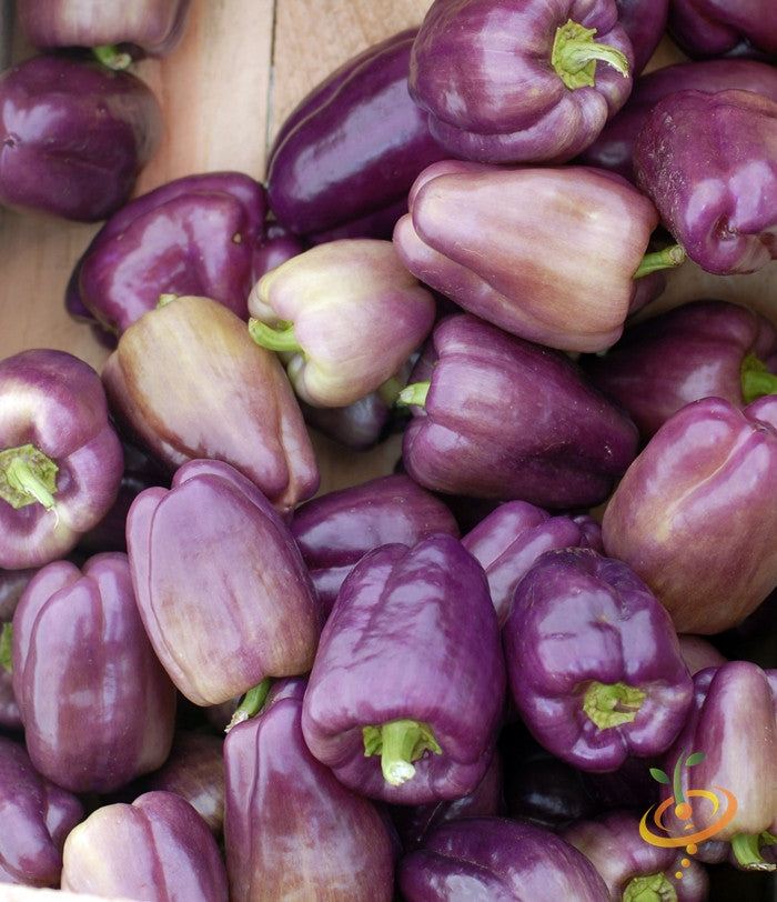 Purple Beauty sweet pepper seeds from SeedsNow, showing vibrant purple pepper seed packets on a white background.