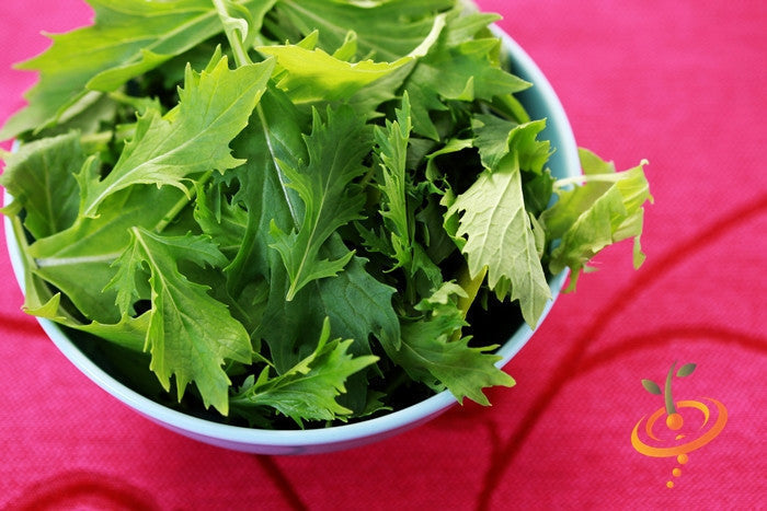 Fresh green mustard Mizuna leaves in a white bowl on a red cloth background