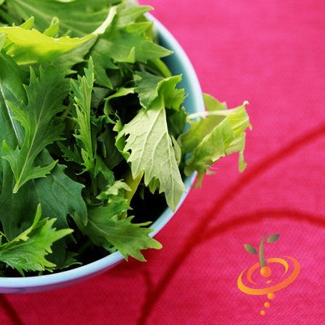 Order Mizuna Mustard seeds for sale online from USA now! Enjoy tender, peppery greens perfect for salads and stir-fries, thriving in cool weather and winter gardens.