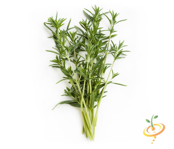 Summer Savory seeds from SeedsNow, showing small green seeds in a clear container for planting and gardening.