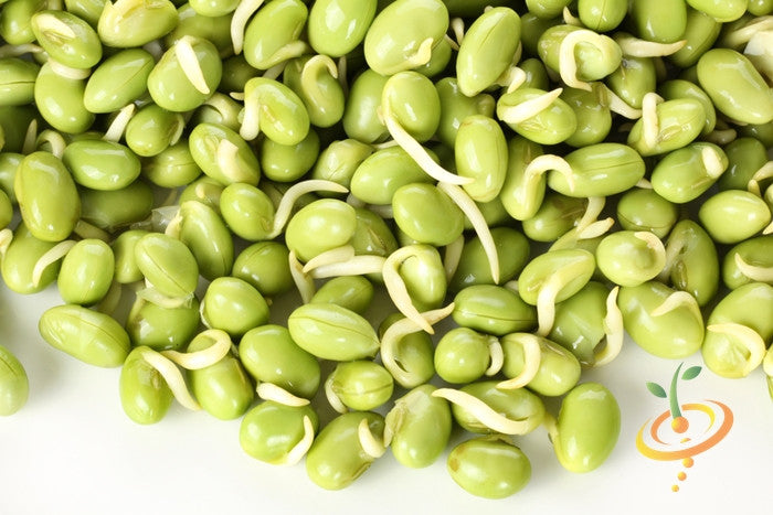 Fresh Lima bean (Henderson variety) from SeedsNow, showing plump green beans with smooth skin, ready for cooking.