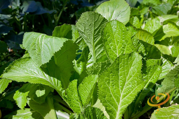 Fresh green mustard leaves from Florida Broadleaf seeds in garden sunlight