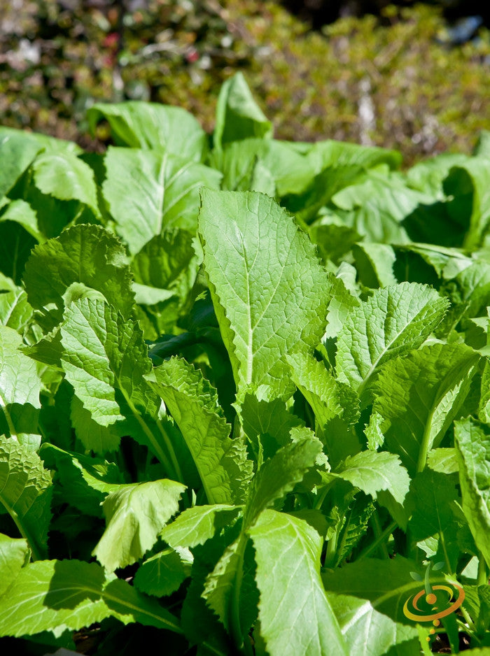 Mustard Florida Broadleaf seeds growing vibrant green mustard leaves in a garden