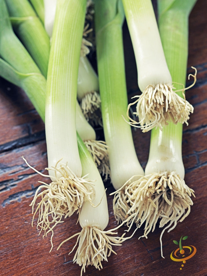 Large American Flag leek seed packet from SeedsNow, featuring vibrant leek bulbs and flag-themed packaging.