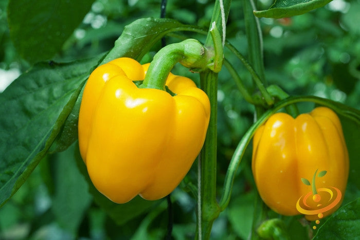 Sunbright yellow sweet peppers growing on green plants