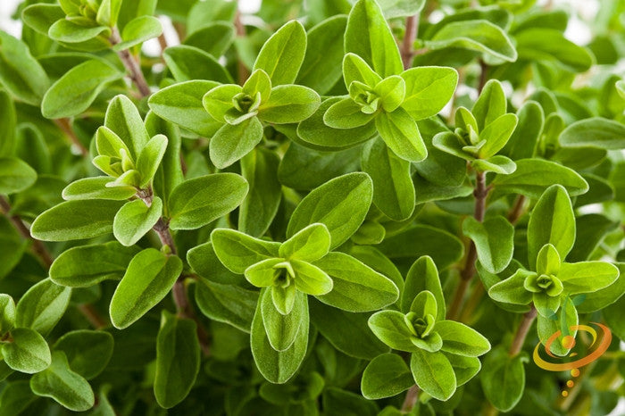 Fresh sweet marjoram seeds from SeedsNow, showing small, oval green seeds ideal for planting and culinary use.