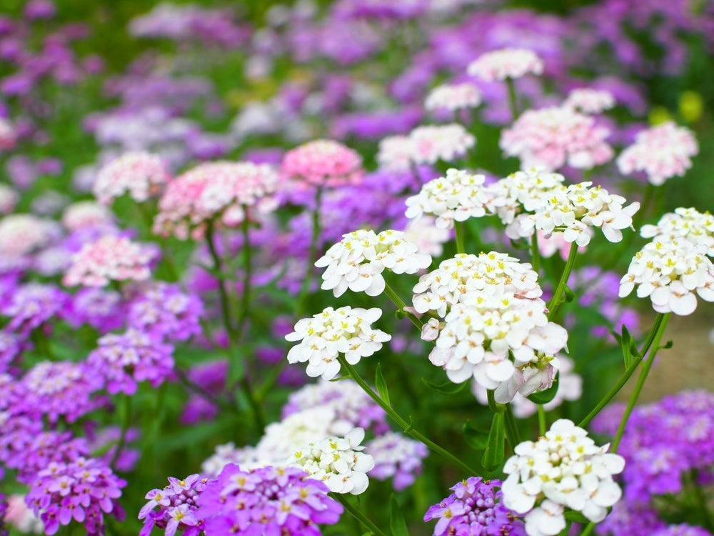 Dwarf Fairy Candytuft flower seeds from SeedsNow-Flowers, showing colorful seed packets with blooming Candytuft flowers.