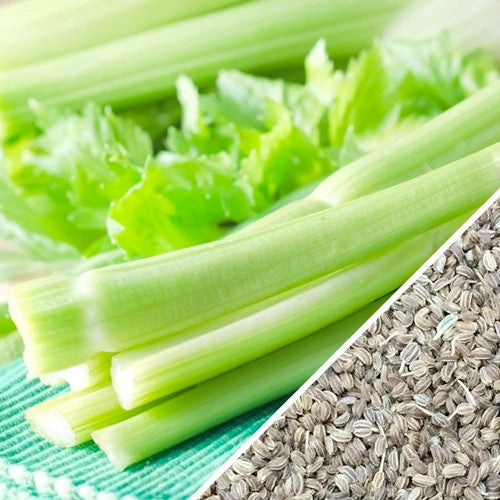 Golden celery seeds from SeedsNow, small round seeds with a golden hue, used for planting or seasoning.