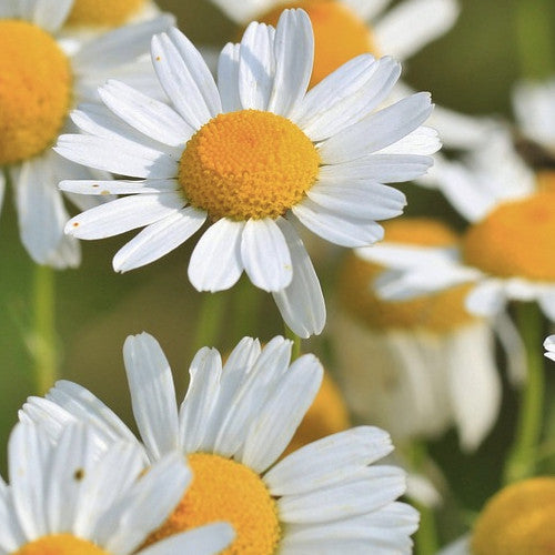 Buy Roman Chamomile Flower seeds online in the USA! Chamaemelum nobile