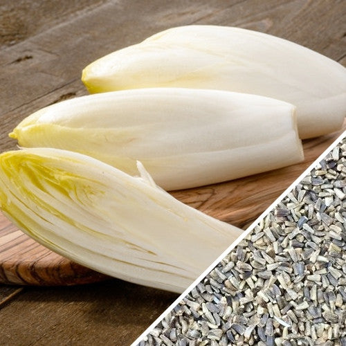 Buy Chicory - Witloof seeds, perfect for salads or as a coffee substitute. Harvest in 55 days, Shop for Open-pollinated, USA-quality, NON-GMO organic seeds & more!