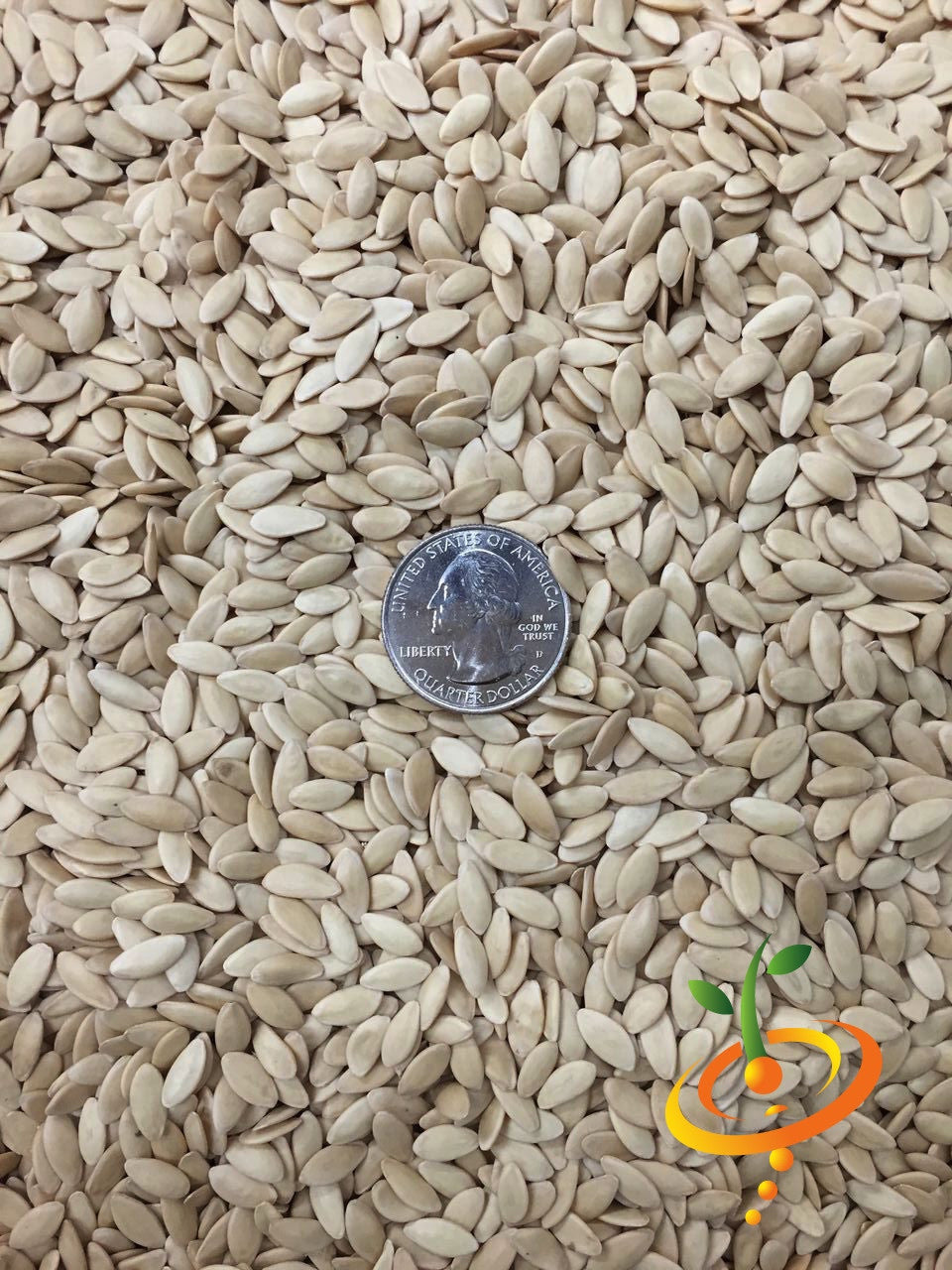 Fresh green Ashley cucumber from SeedsNow, showcasing smooth skin and crisp texture, ideal for salads and snacks.